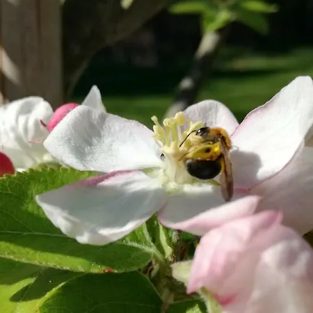 Oda ve Kahvaltı Clos Charmille Meaulne